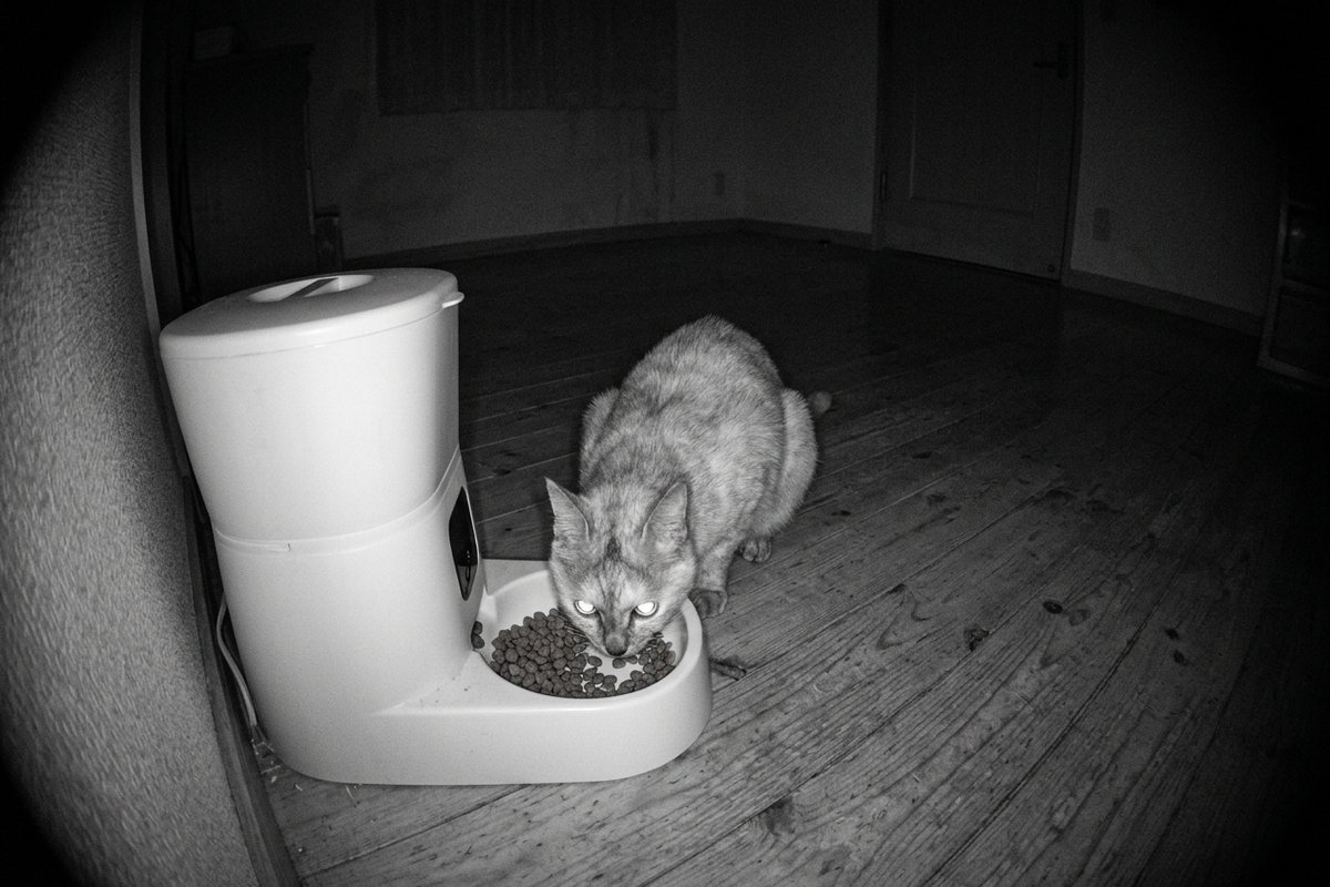 暗い部屋を赤外線暗視カメラで撮った白黒の映像で、猫が自動給餌器のボウルからフードを食べており目が光って見える