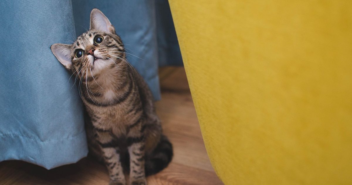 猫の自動給餌器おすすめ｜タンクは「L」ではなく「kg」で見る【2026】