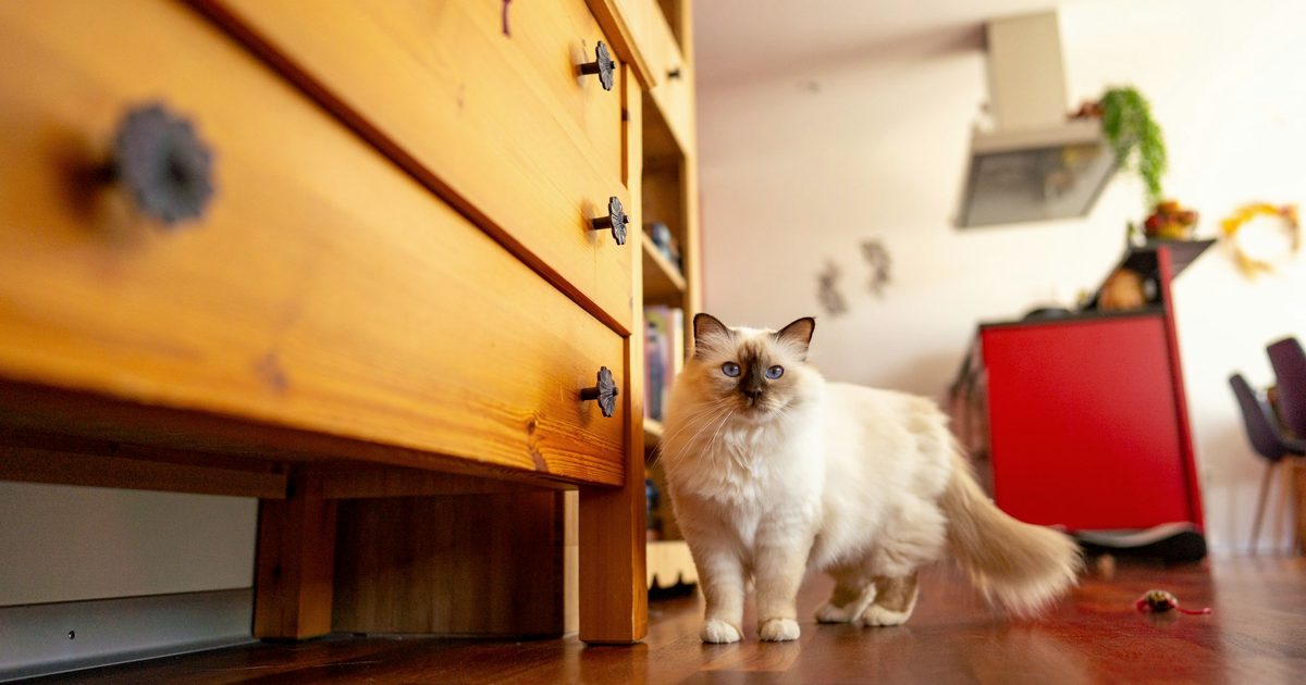 自動猫トイレが壊れたら誰が直すのか｜6社に聞いたら1社だけ答えなかった【2026】