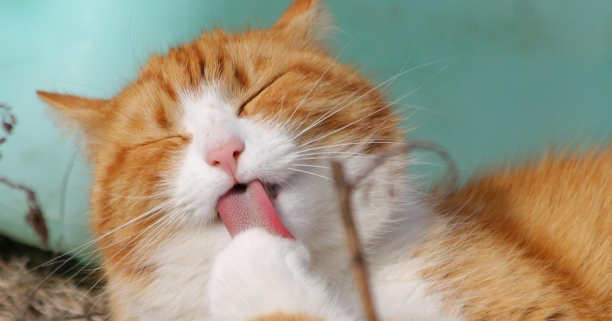 全自動猫トイレのデメリット10個｜数字で比べられる4つと、スペック表に載らない6つ【2026】