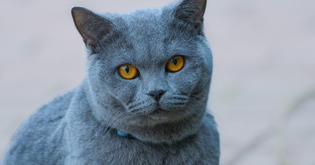 日本製の自動猫トイレおすすめ｜生産国を6機種全部調べたら全て中国製だった【2026】