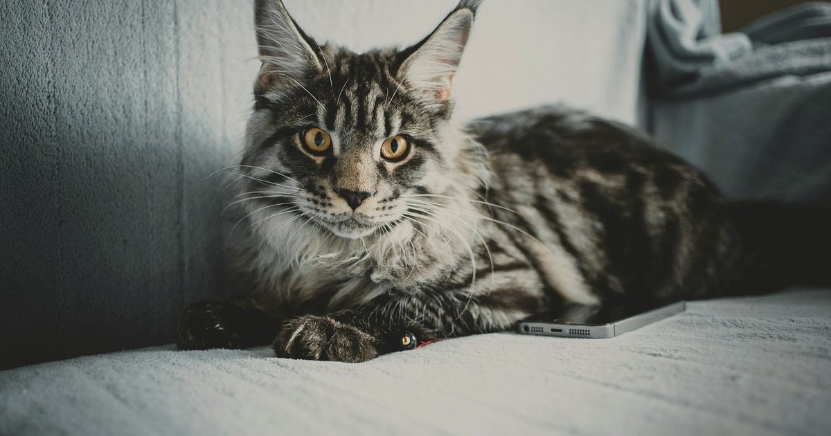 大型猫の自動猫トイレ｜体重が入っても「中で回れるか」は別の話【2026】