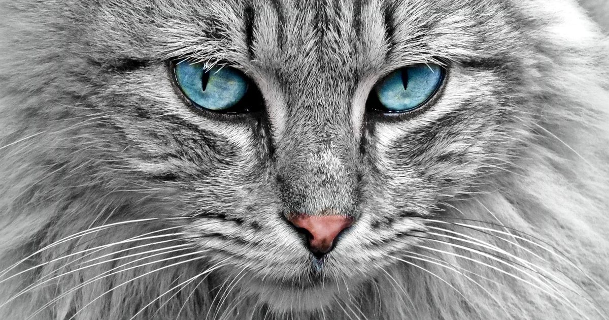 猫の自動トイレおすすめ6機種｜「公表値を出している機種」だけで順位をつけた【2026】