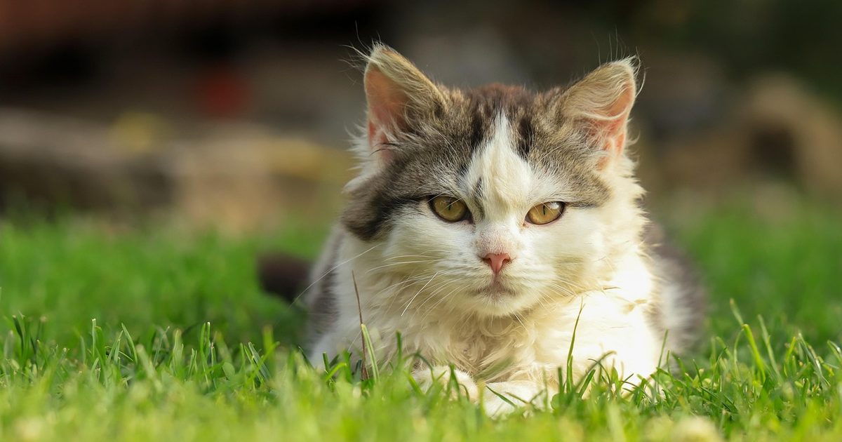 自動猫トイレのレンタル5社を比較｜借りるのは1ヶ月だけでいい理由【2026】