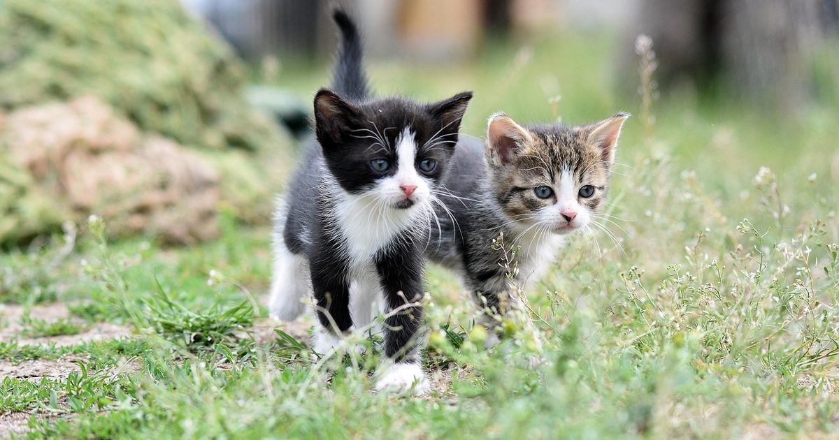 多頭飼いの自動猫トイレ｜「誰の排泄か」は体重では分からない【2026】