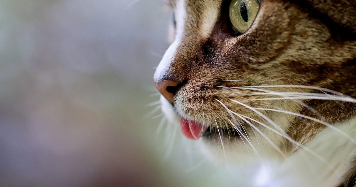 猫の自動給水器を「やめた」理由5つ｜フィルター代は本体の最大2.6倍【2026】