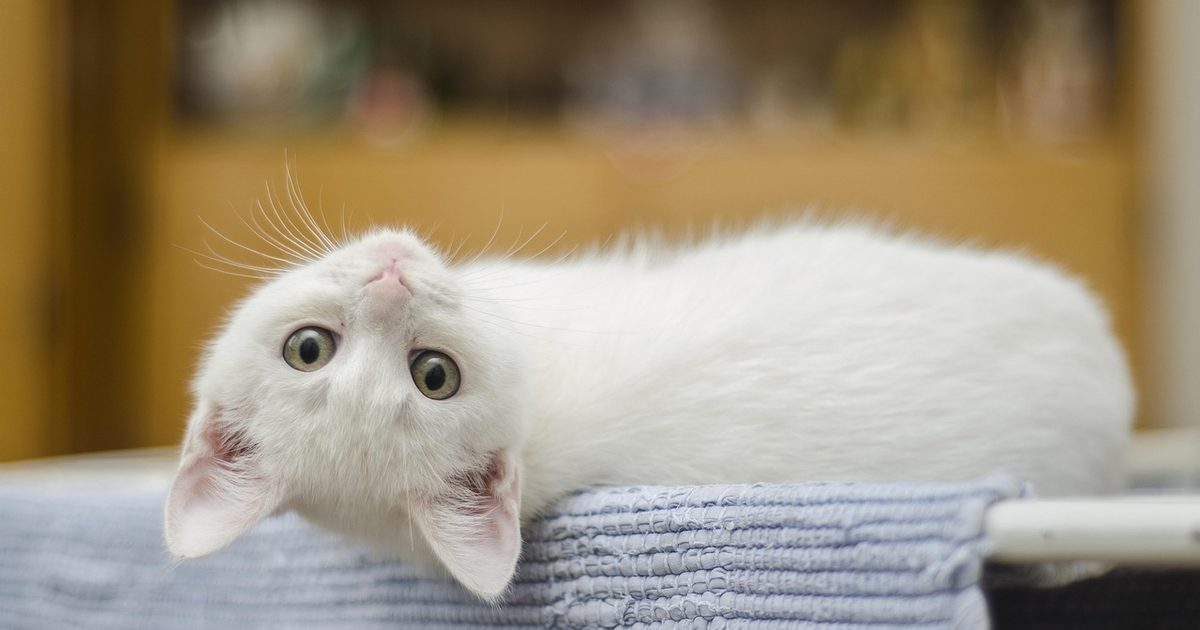猫のいる家のロボット掃除機おすすめ3選｜毛と猫砂に効くのは「12,000Pa＋ブラシ素材」【2026】